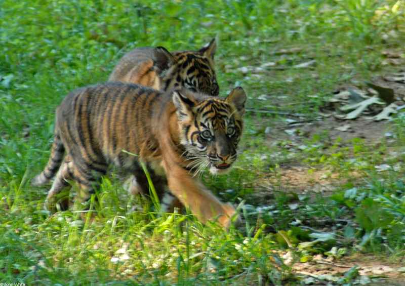 Tiger Cub - Sumatran Tiger (Panthera tigris sumatrae)004; DISPLAY FULL IMAGE.