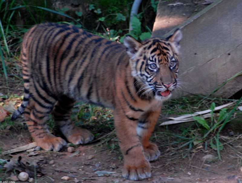 Tiger Cub - Sumatran Tiger (Panthera tigris sumatrae)005; DISPLAY FULL IMAGE.