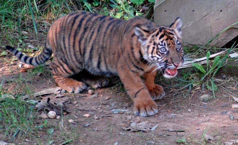 Tiger Cub - Sumatran Tiger (Panthera tigris sumatrae)006; DISPLAY FULL IMAGE.