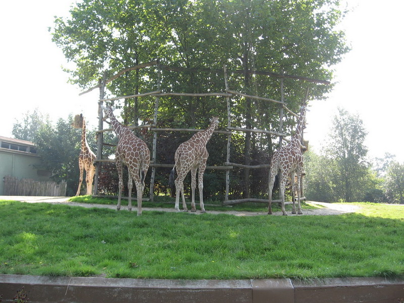 Blijdorp zoo, Rotterdam, Holland; DISPLAY FULL IMAGE.