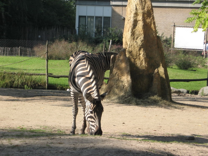 Blijdorp zoo, Rotterdam, Holland; DISPLAY FULL IMAGE.