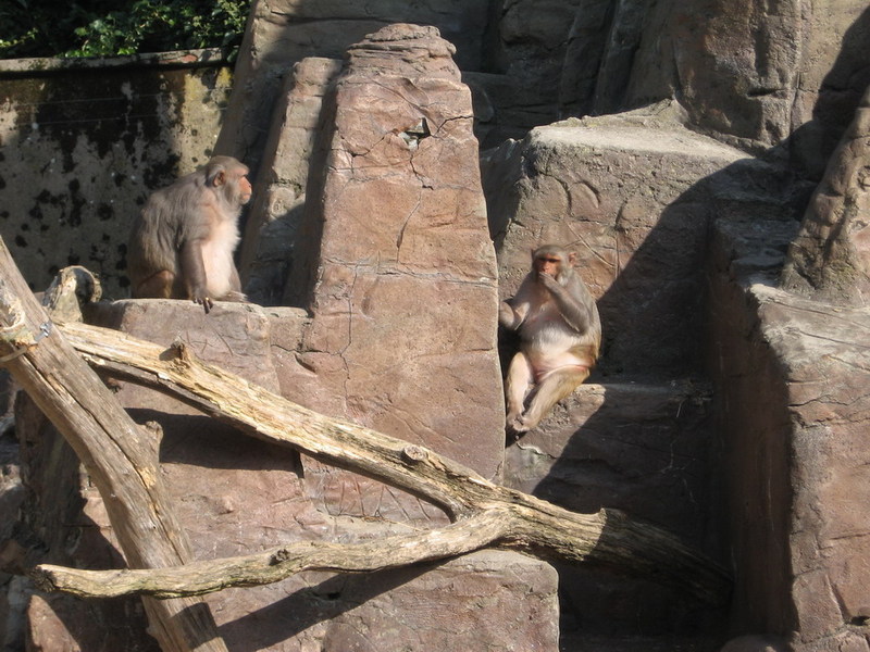 Blijdorp zoo, Rotterdam, Holland; DISPLAY FULL IMAGE.