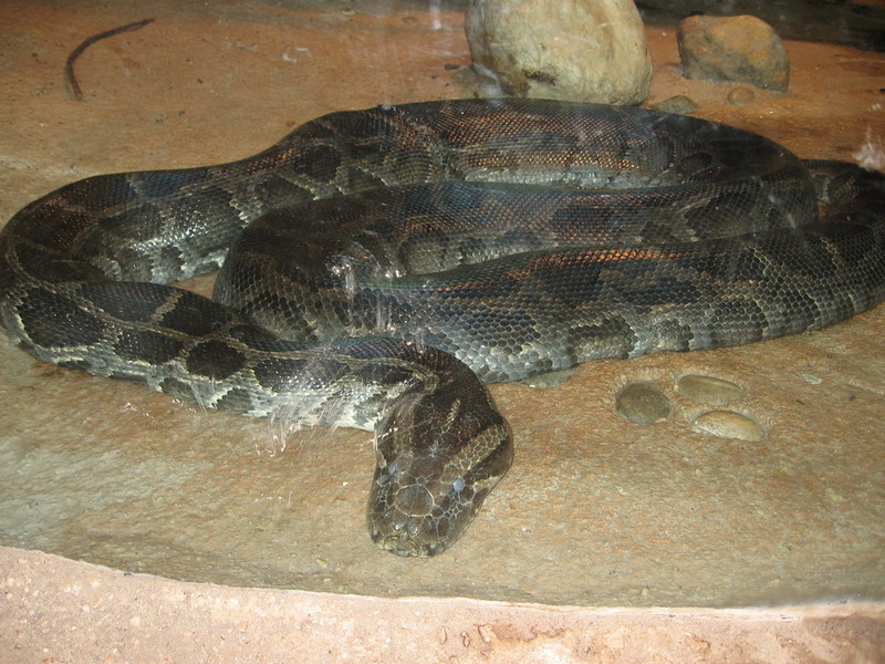 Blijdorp zoo, Rotterdam, Holland; DISPLAY FULL IMAGE.