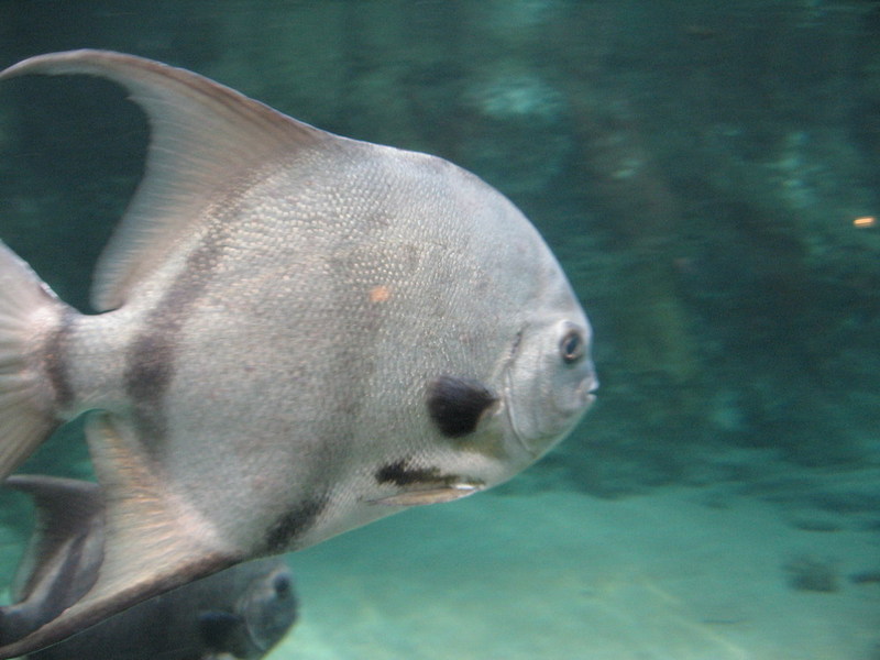 Blijdorp zoo, Rotterdam, Holland; DISPLAY FULL IMAGE.