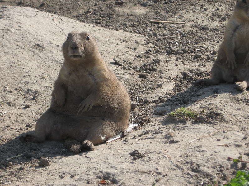 Blijdorp zoo, Rotterdam, Holland; DISPLAY FULL IMAGE.