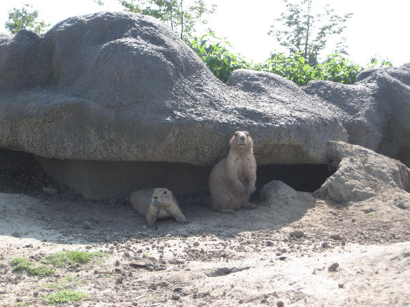 Blijdorp zoo, Rotterdam, Holland; DISPLAY FULL IMAGE.