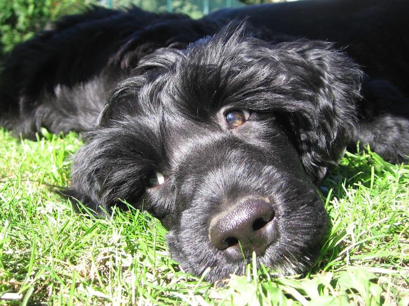 Portugese water dog; DISPLAY FULL IMAGE.