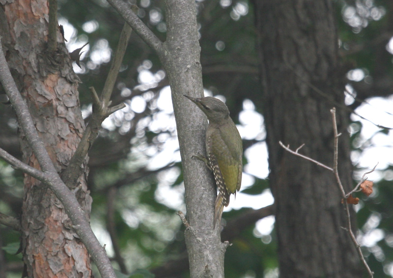 Grey-headed Green Woodpecker; DISPLAY FULL IMAGE.