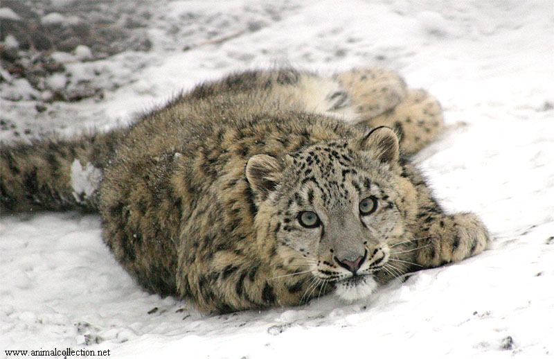 Young snow leopard; DISPLAY FULL IMAGE.