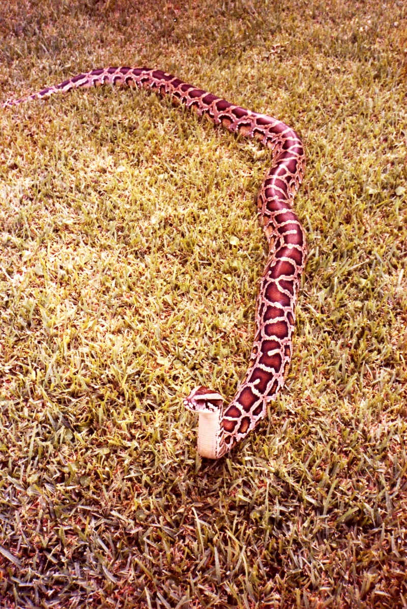 Burmese Python (P. m. bivittatus); DISPLAY FULL IMAGE.