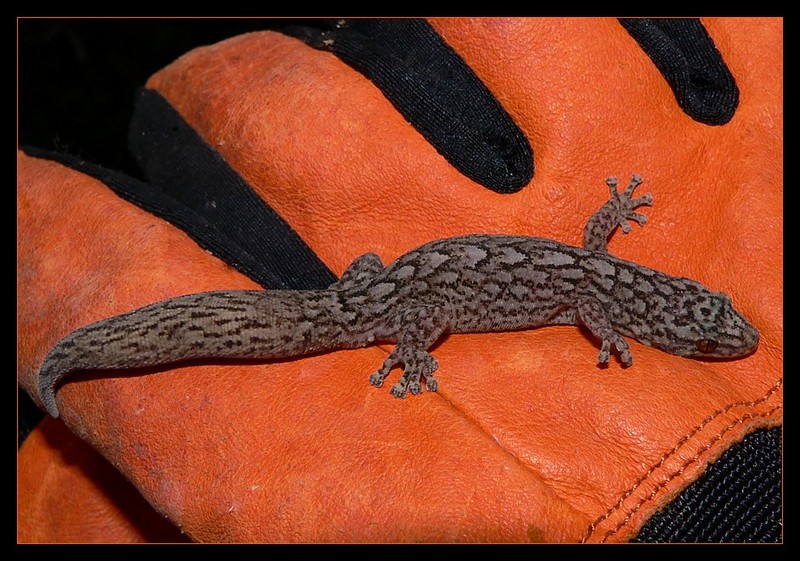 gecko on glove; DISPLAY FULL IMAGE.