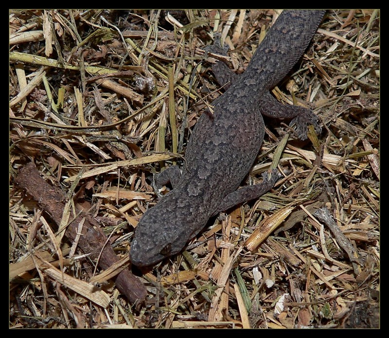 gecko on ground; DISPLAY FULL IMAGE.