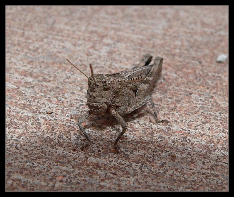 grasshoppers; DISPLAY FULL IMAGE.