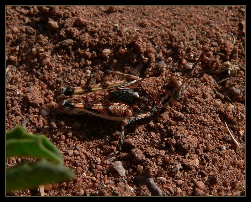 grasshoppers; DISPLAY FULL IMAGE.