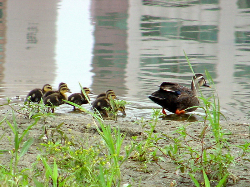 Spotbill duck and ducklings; DISPLAY FULL IMAGE.