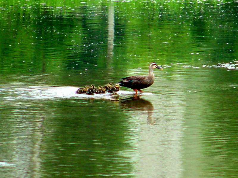 Spotbill duck and ducklings; DISPLAY FULL IMAGE.
