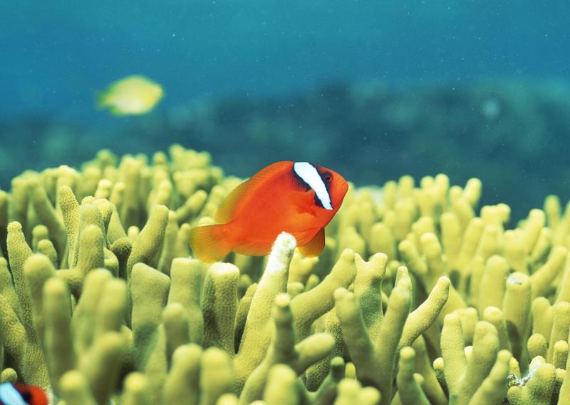 Okinawa - clownfish; DISPLAY FULL IMAGE.