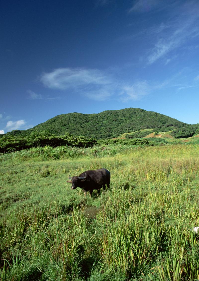 Okinawa - water buffalo; DISPLAY FULL IMAGE.
