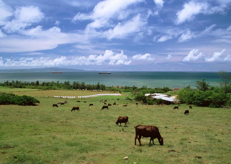 Okinawa - cows; DISPLAY FULL IMAGE.