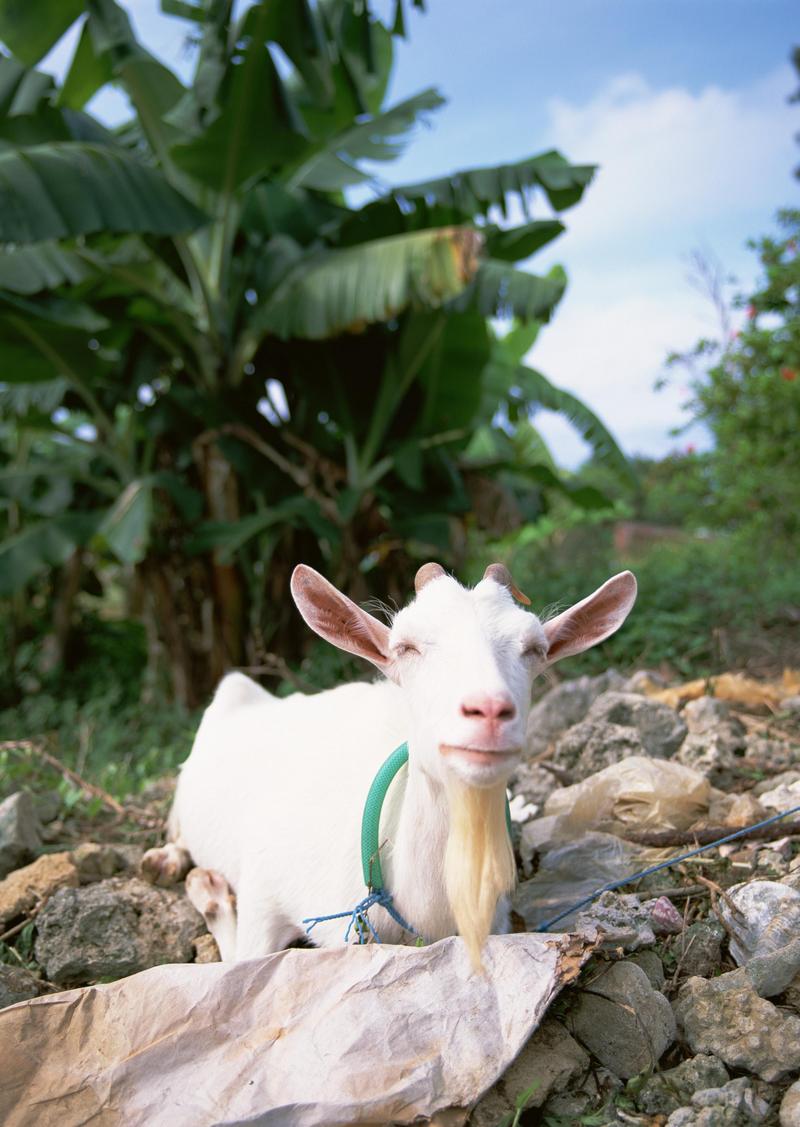 Okinawa - white goat; DISPLAY FULL IMAGE.