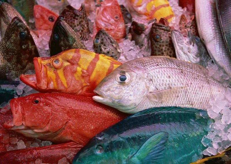 Okinawa - fishes; DISPLAY FULL IMAGE.