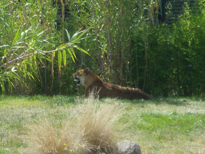 Cat zoo Tigon; DISPLAY FULL IMAGE.