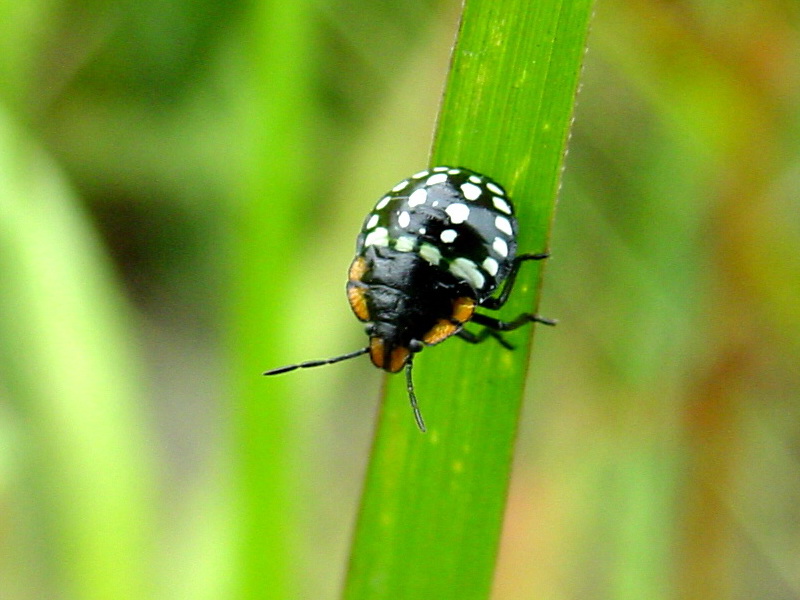 Nezara antennata (Green Stink Bug instar); DISPLAY FULL IMAGE.
