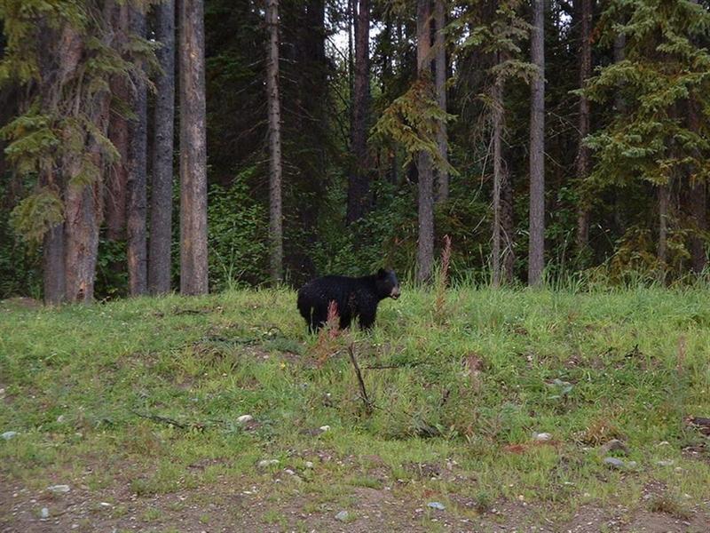 young American black bear; DISPLAY FULL IMAGE.