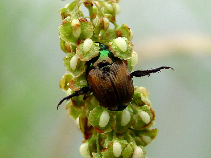 Anomala chamaeleon (Chameleon Beetle) {!--카멜레온줄풍뎅이-->; DISPLAY FULL IMAGE.