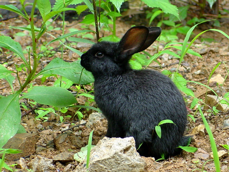 Small and cute black rabbit; DISPLAY FULL IMAGE.