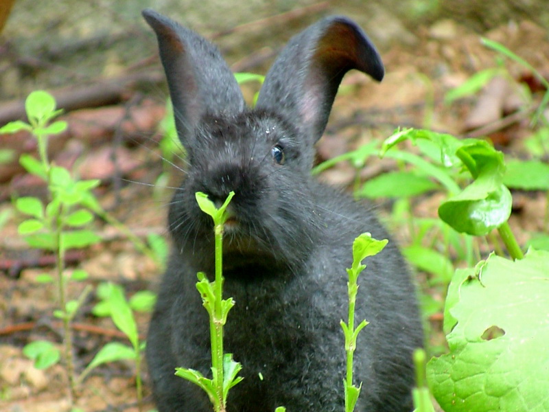 Small and cute black rabbit; DISPLAY FULL IMAGE.