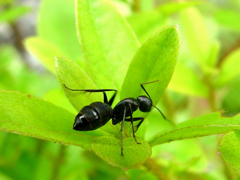 Big Ant; DISPLAY FULL IMAGE.