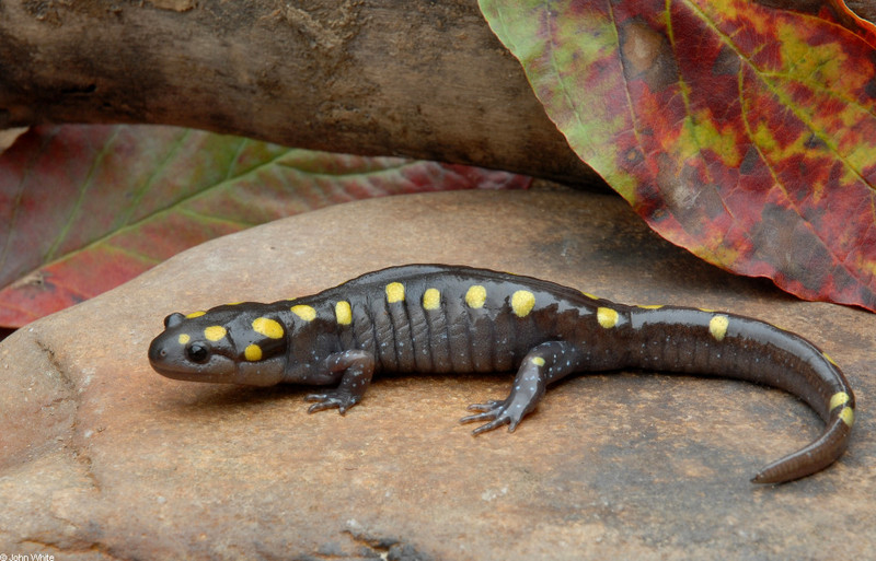 Spotted Salamander; DISPLAY FULL IMAGE.