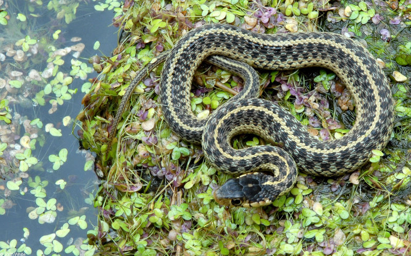 Eastern garter snake 2; DISPLAY FULL IMAGE.