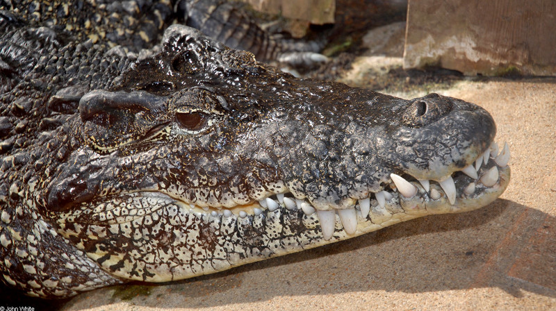 Critters - Cuban Crocodile (Crocodylus rhombifer); DISPLAY FULL IMAGE.
