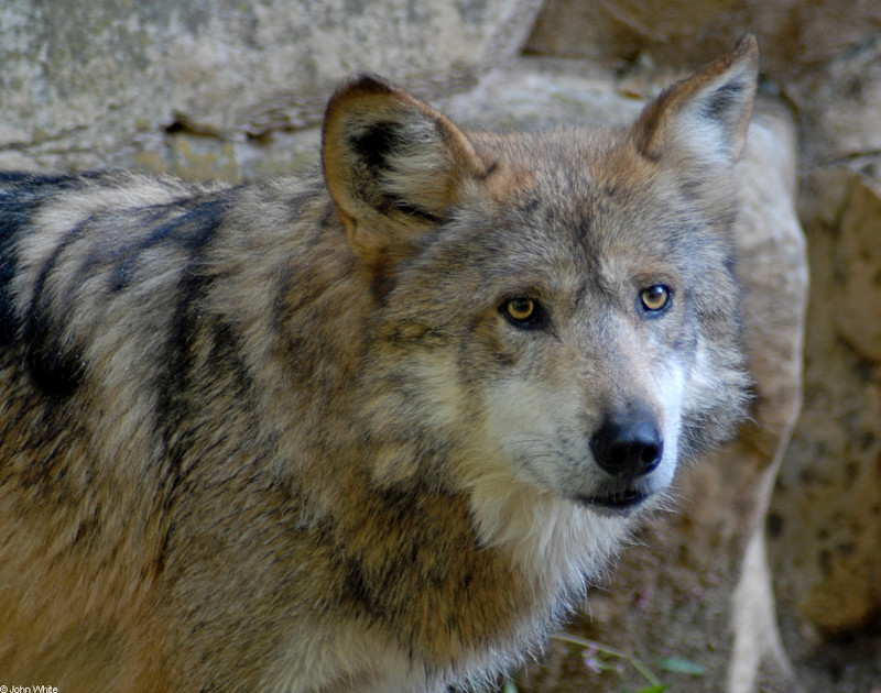 Critters - Mexican Wolf (Canis lupus baileyi)200; DISPLAY FULL IMAGE.