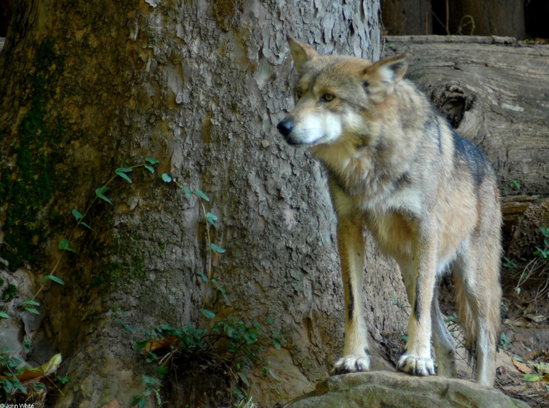 Critters - Mexican Wolf (Canis lupus baileyi)201; DISPLAY FULL IMAGE.