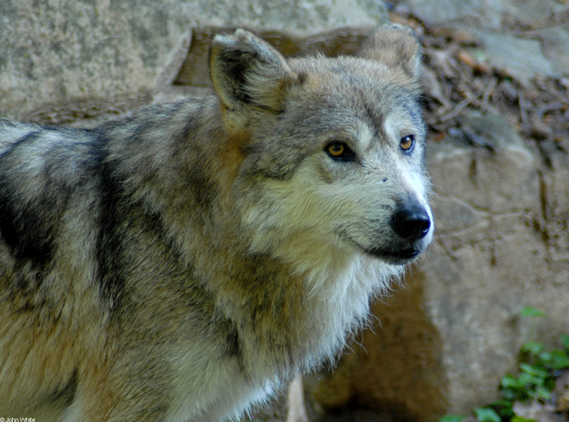 Critters - Mexican Wolf (Canis lupus baileyi)203; DISPLAY FULL IMAGE.