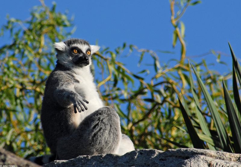 Critters - Ring Tailed Lemur (Lemur catta); DISPLAY FULL IMAGE.