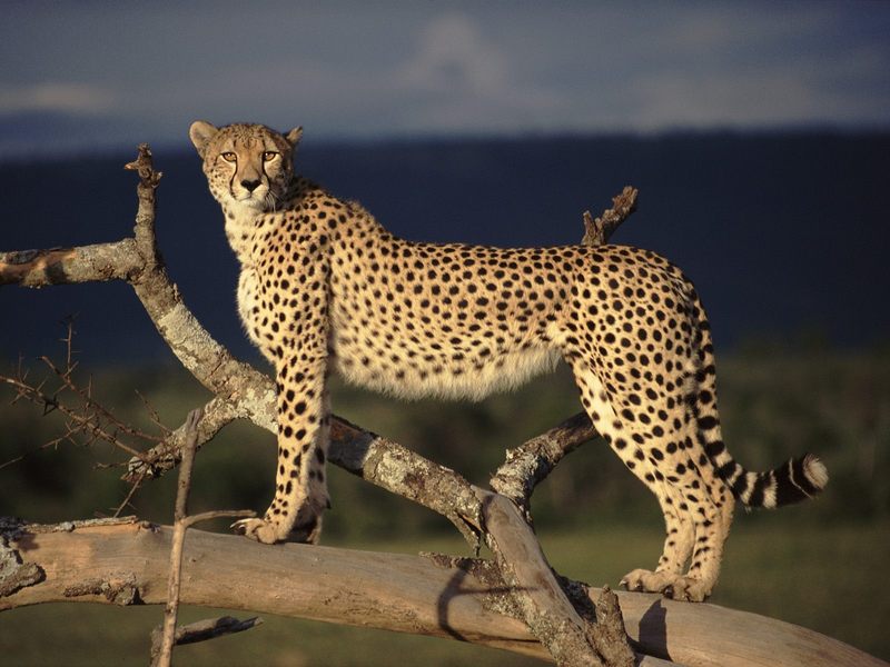 Female_Cheetah_on_the_Lookout_Masai_Mara_Kenya; DISPLAY FULL IMAGE.