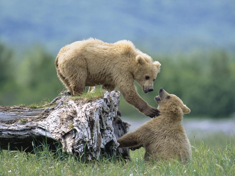 Grizzly_Siblings_at_Play_Katmai_National_Park_and_Preserve_Alaska; DISPLAY FULL IMAGE.