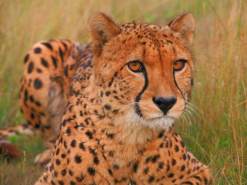 Pepo_the_Cheetah_Wildlife_Heritage_Foundation_Kent_United_Kingdom; DISPLAY FULL IMAGE.