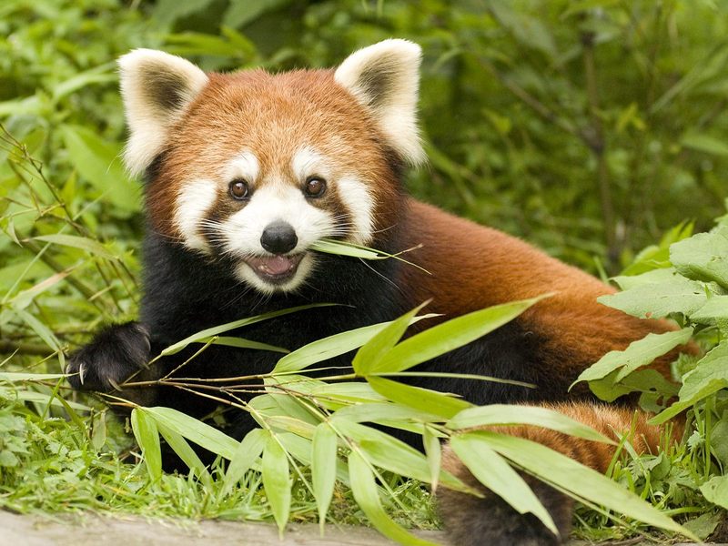 Red_Panda_Eating_Bamboo_Wolong_Nature_Reserve_Sichuan_Province_China; DISPLAY FULL IMAGE.