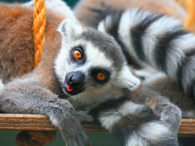 Ring-Tailed_Lemurs_Tropical_Wings_World_of_Wildlife_South_Woodham_Ferrers_Essex_England; DISPLAY FULL IMAGE.
