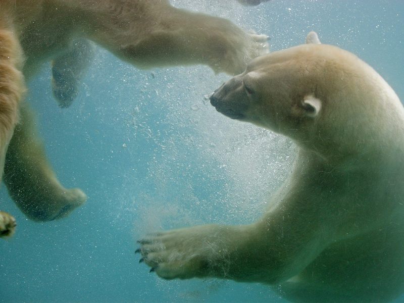 Swimming_Polar_Bears_Point_Defiance_Washington; DISPLAY FULL IMAGE.