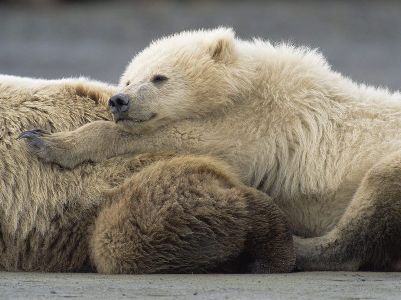 Two-Year-Old_Male_and_Mother_Grizzly_Resting_Katmai_National_Park_Alaska; DISPLAY FULL IMAGE.