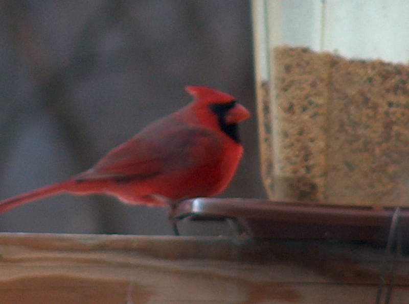 cardinal; DISPLAY FULL IMAGE.