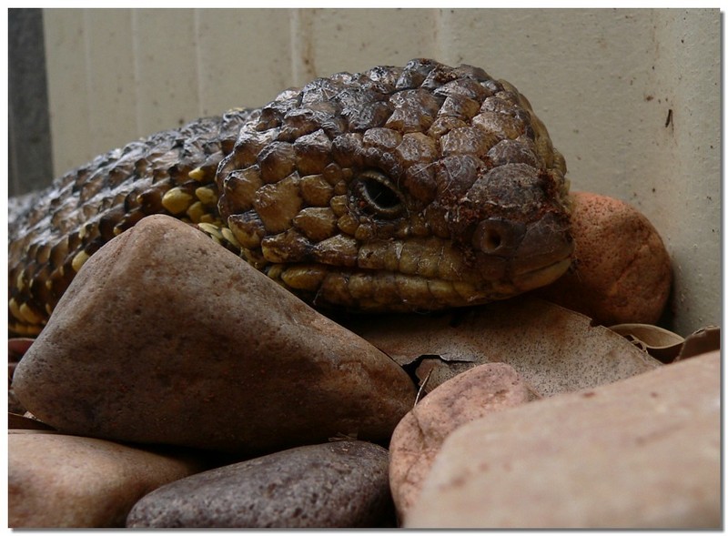 sleepy shingleback lizard 3; DISPLAY FULL IMAGE.