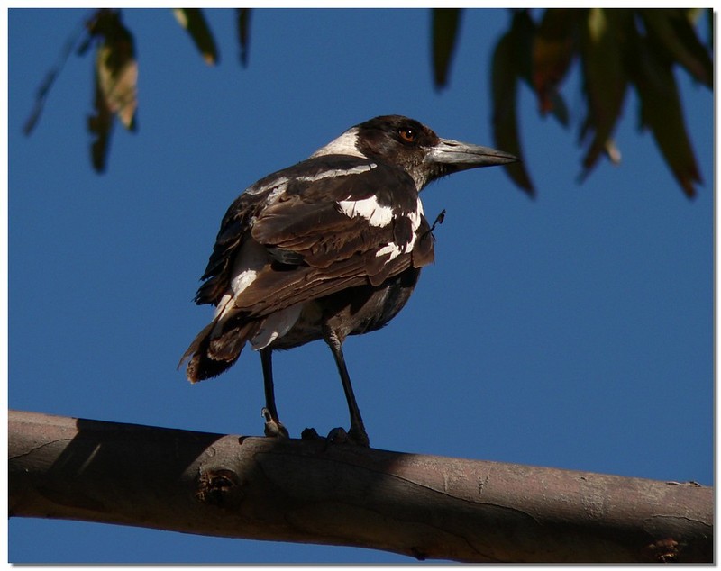 Young Australian magpie 1/4; DISPLAY FULL IMAGE.