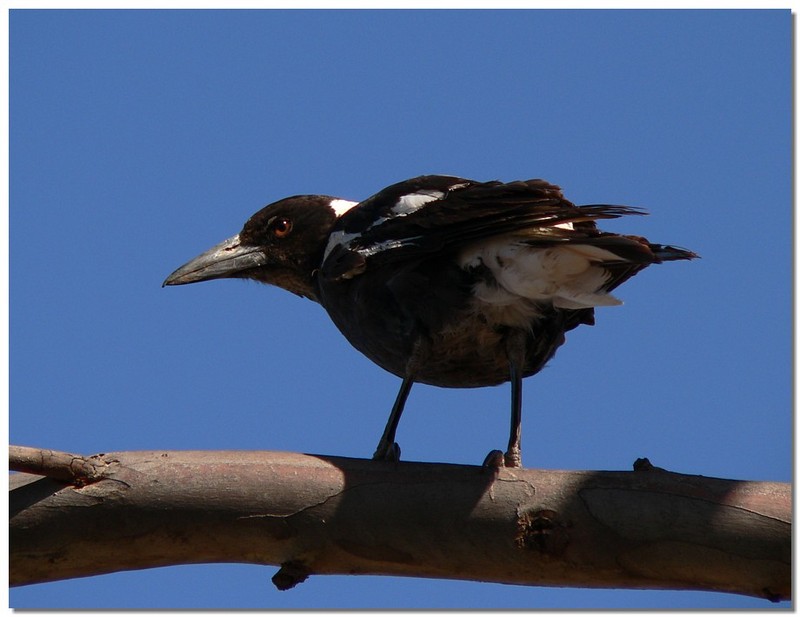 Young Australian magpie 2/4; DISPLAY FULL IMAGE.